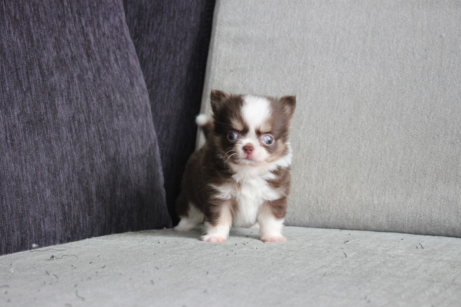 12/30出生 高端優質茶杯型長毛吉娃娃巧克力領巾弟弟