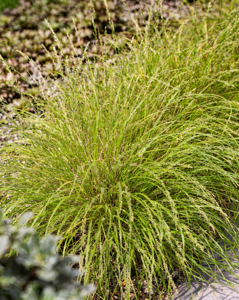 Pennisetum orientale 'Lumen Gold' in piena fioritura con fogliame dorato nel giardino