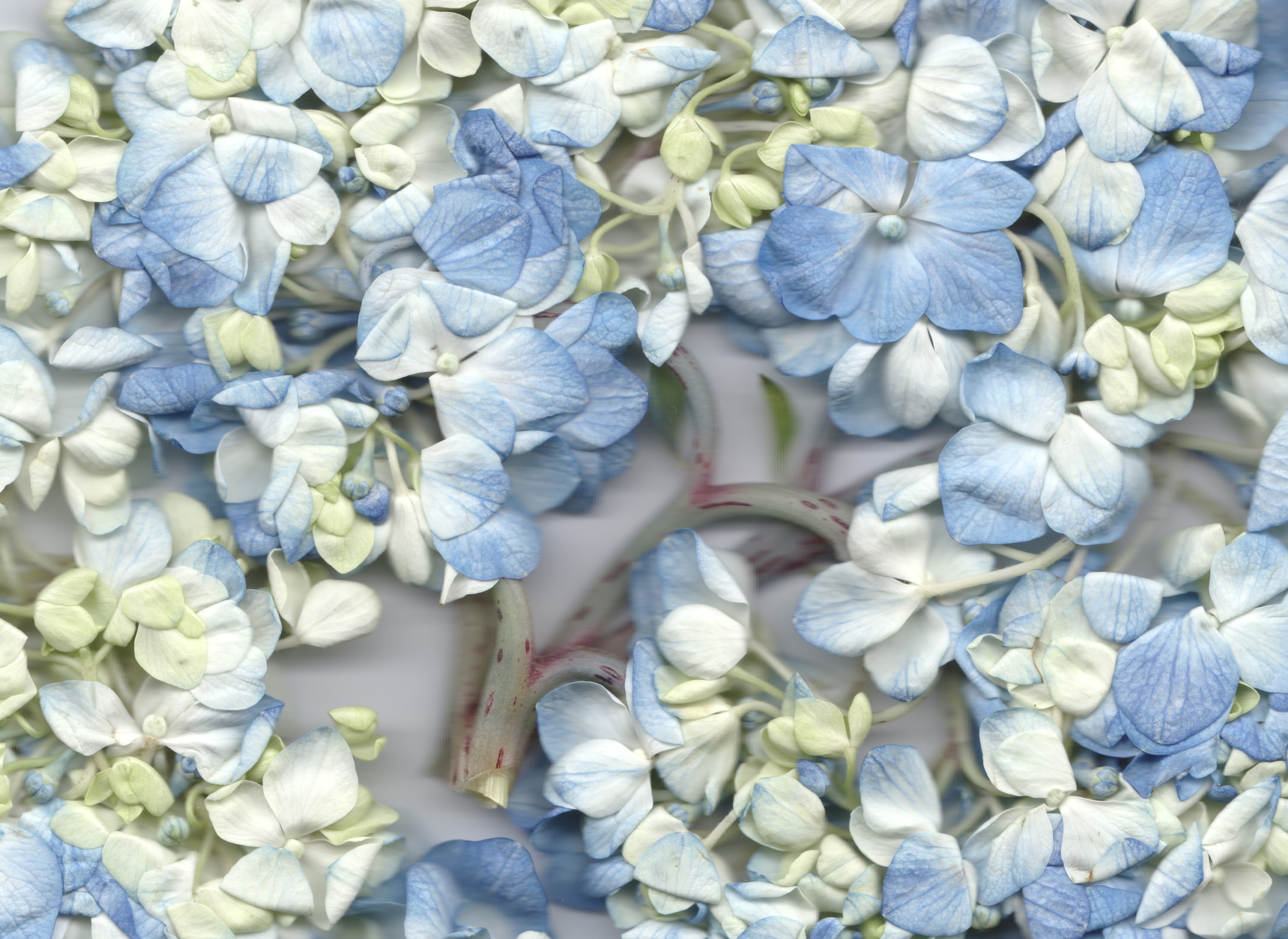 Blue No. 3 — original botanical scanography fine art print by Zoey Solomon