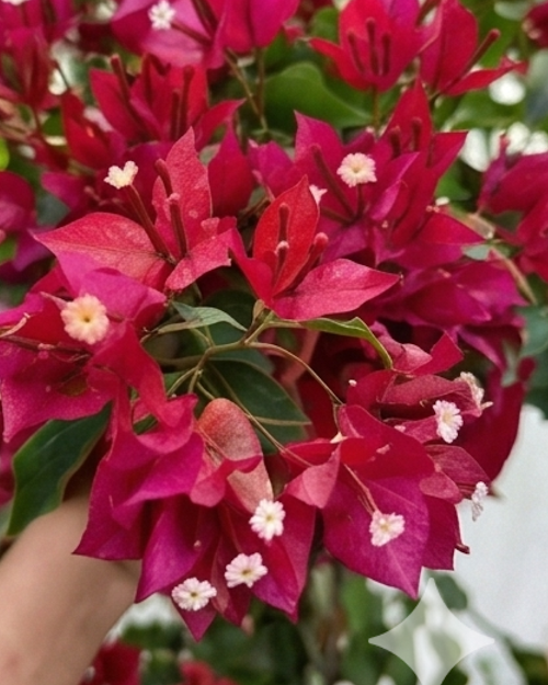 Imported Ruby Bougainvillea Plant