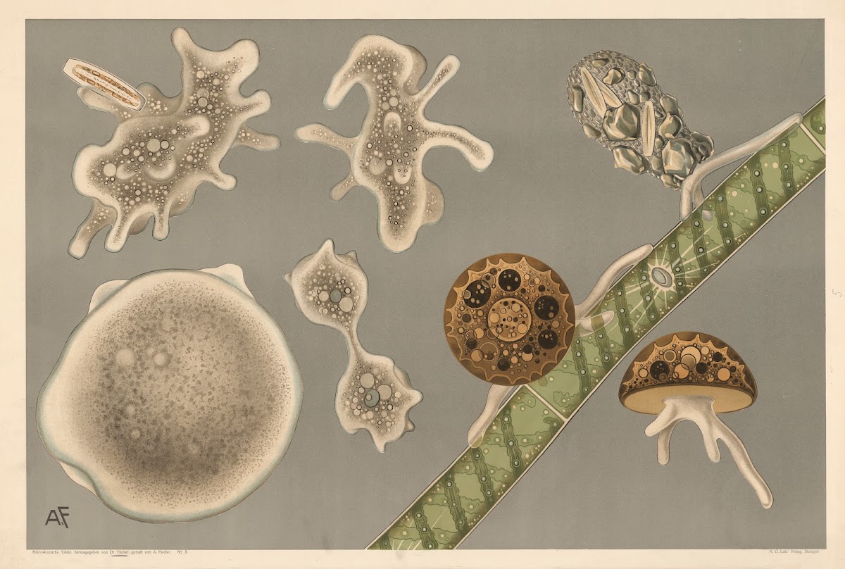 Rodbakterier Rhizopoder 1910