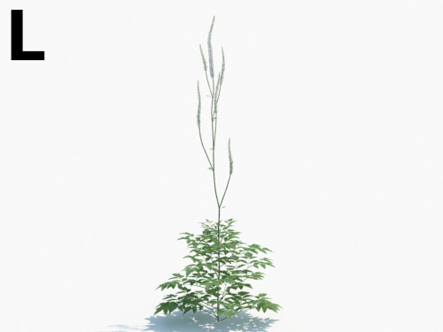 Maxtree - Plant Models Vol.3