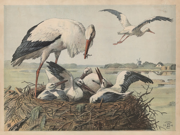 Stork 1892