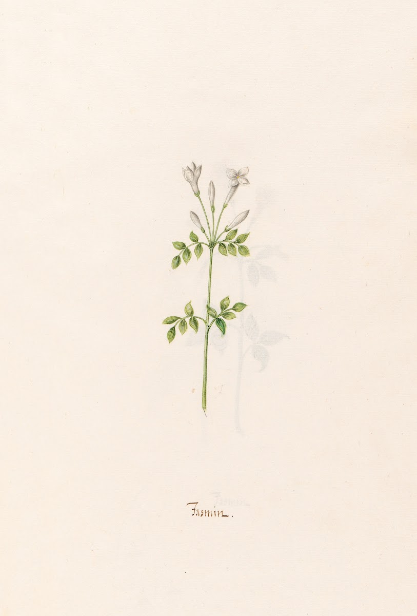 Jasmin 1692