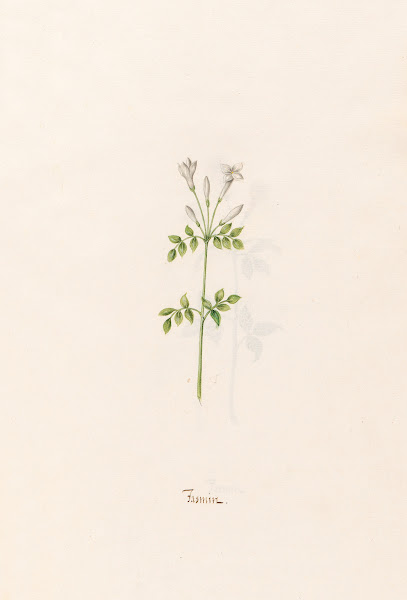 Jasmin 1692
