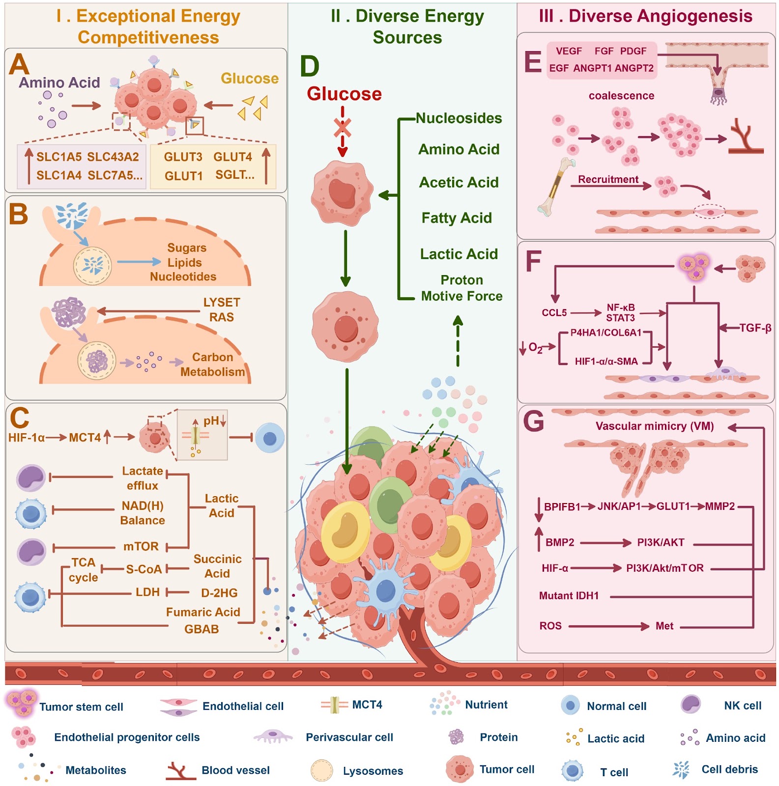 Energy stress and adaptation strategy of tumor cells in different microenvironments: from primary tumors to distant metastases