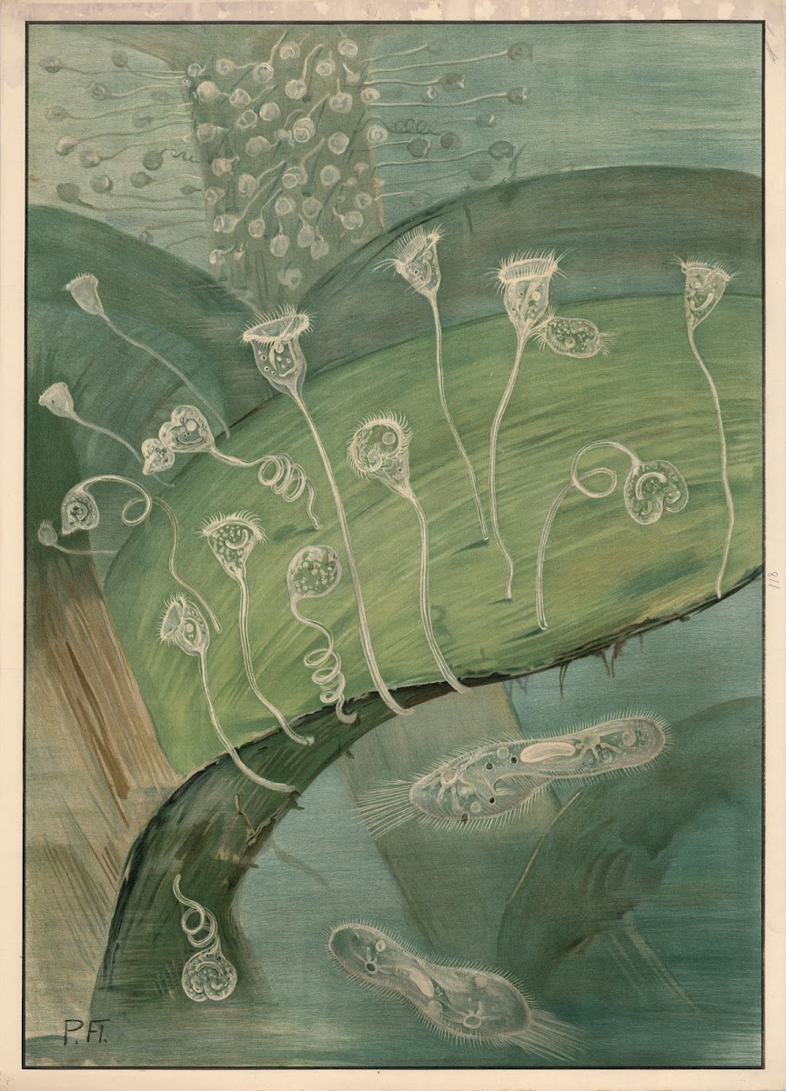 Stentor 1912