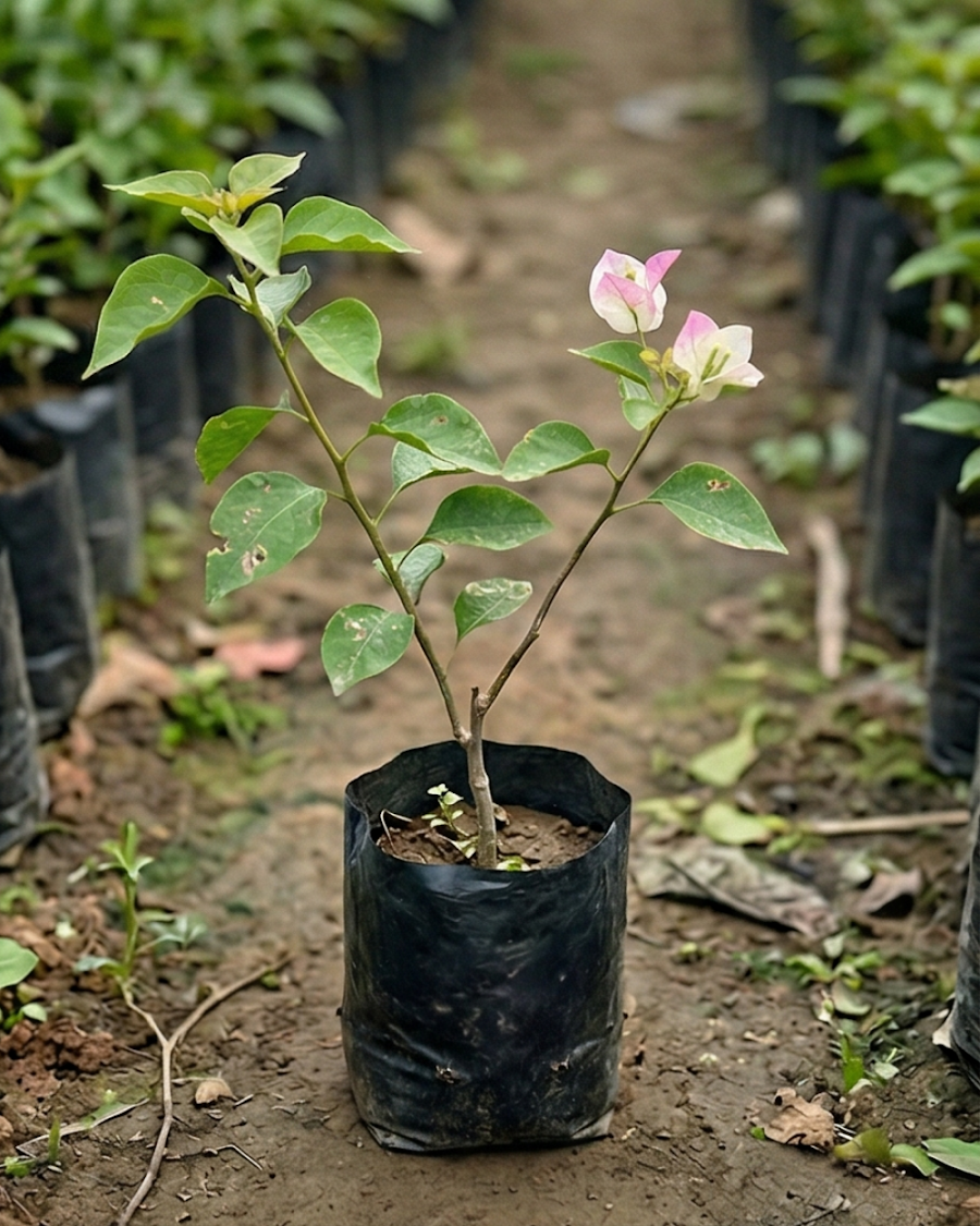 Imported Begum Sikander Bougainvillea Plant — view 2
