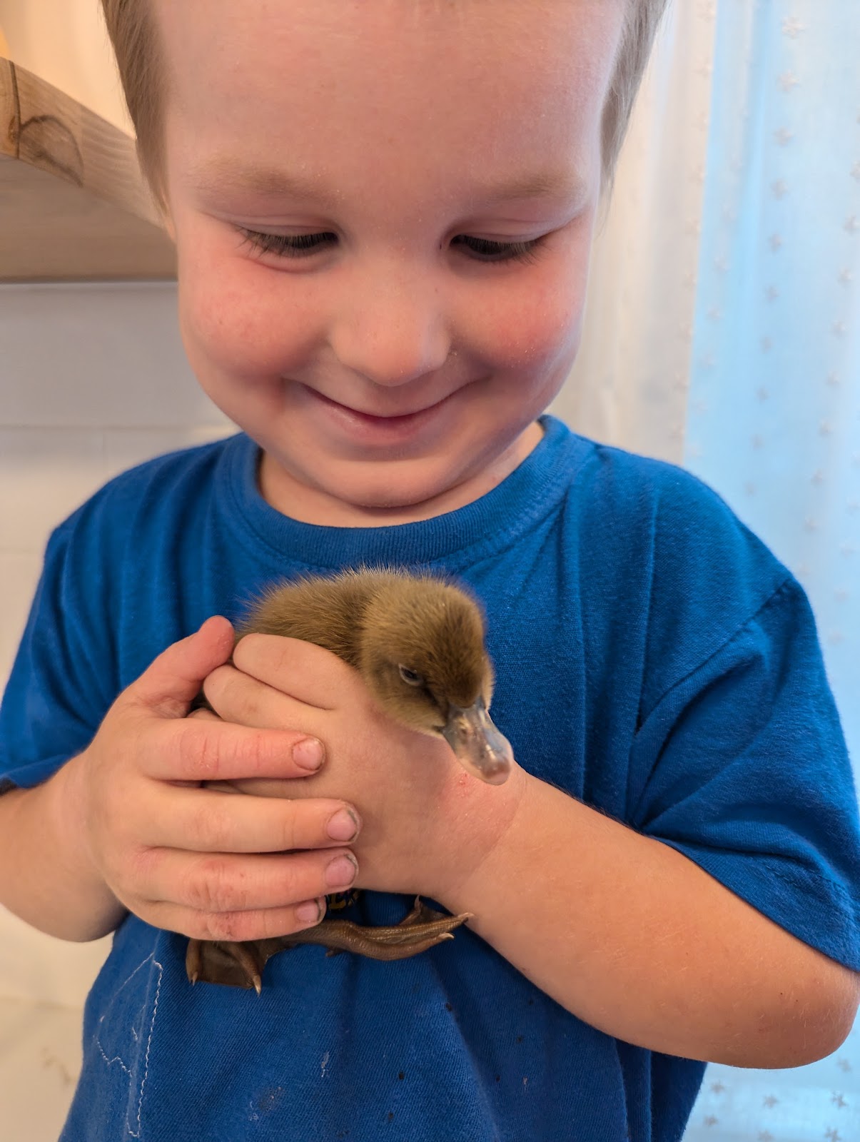 Golden 300 Hybrid Duckling