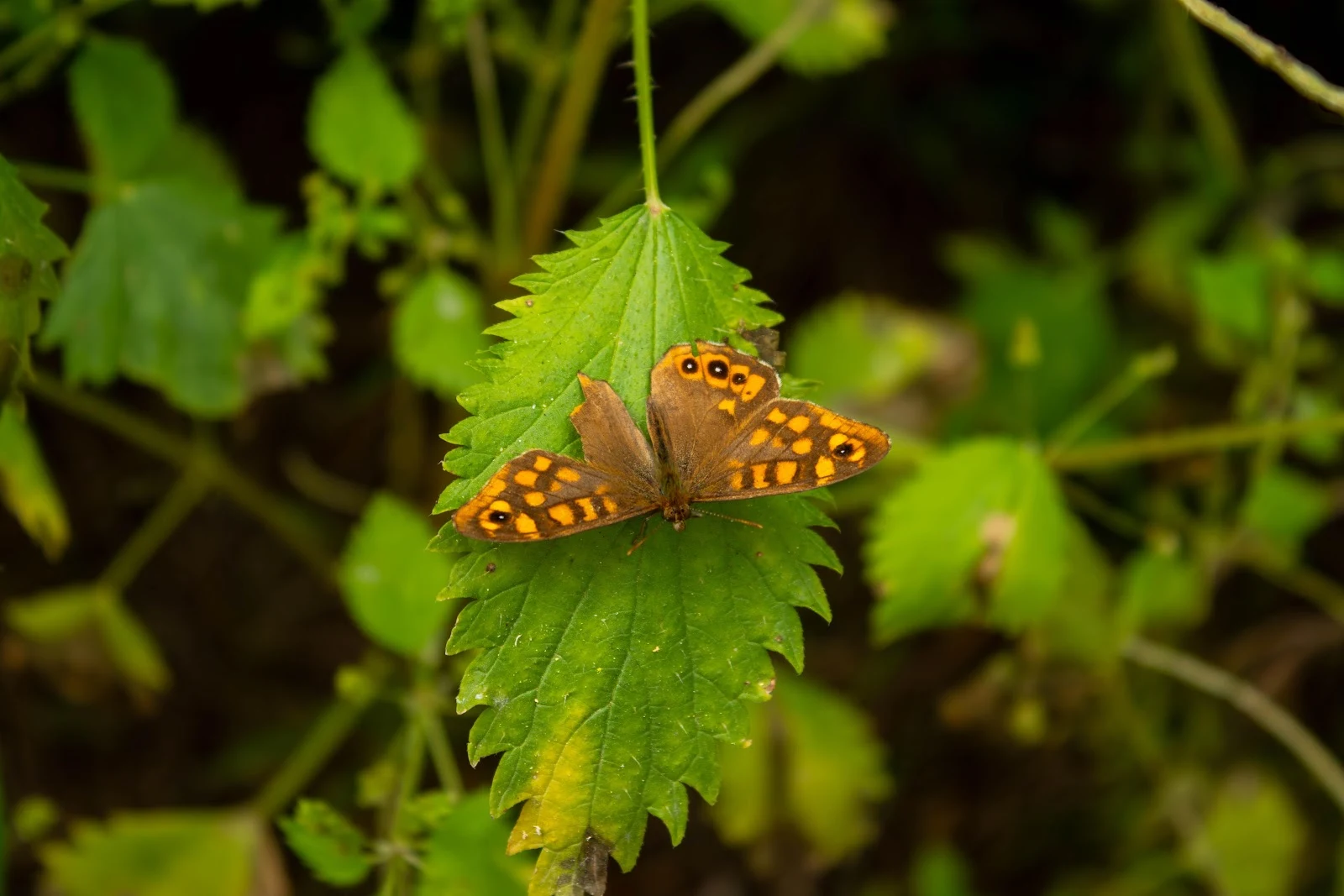 Speckled Wood Butterfly On Leaf - Macro Nature Photography 5K Wallpaper (5472x3648)