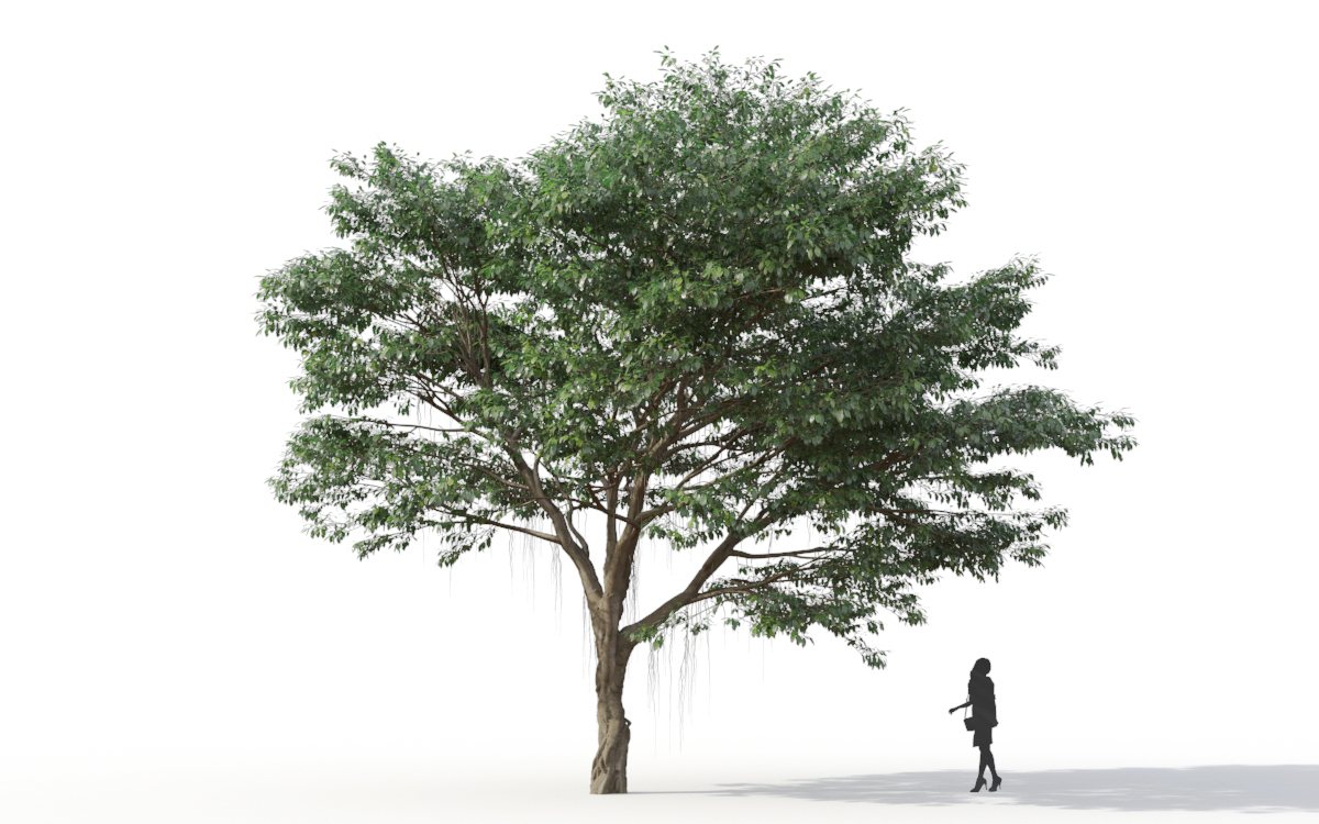 Maxtree - Plant Models Vol.11