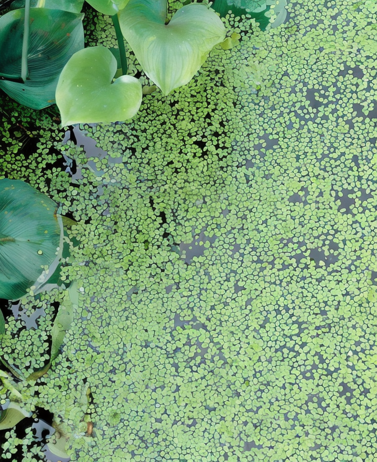 Lemna minor, lenticchia d'acqua in primo piano in un laghetto