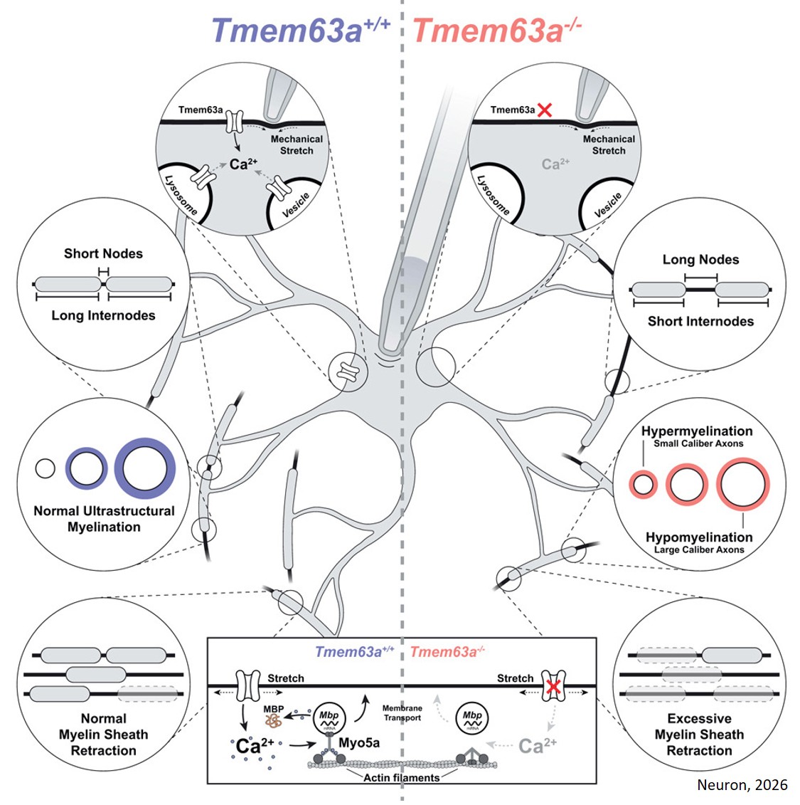 Oligodendrocyte mechanotransduction channel TMEM63A regulates myelin sheath geometry