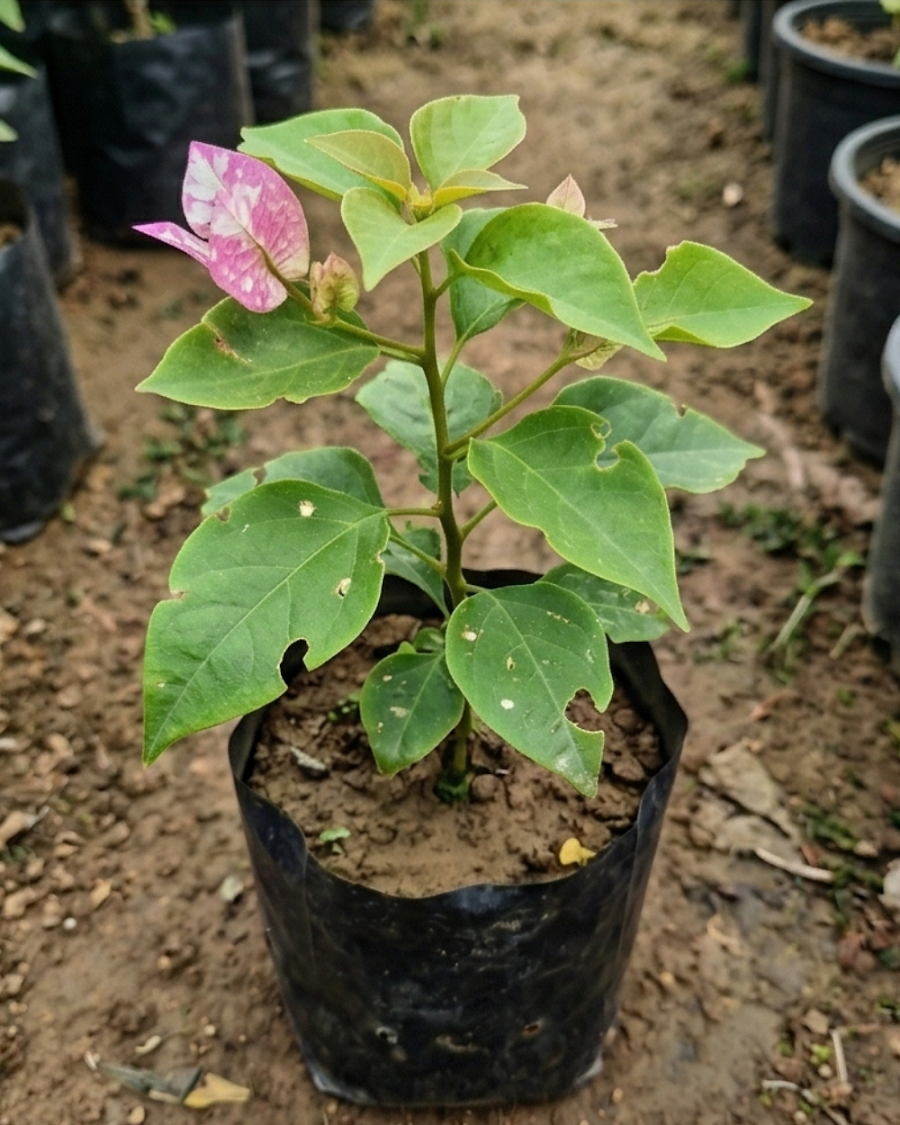 Imported Miss Holland Bougainvillea Plant — view 4