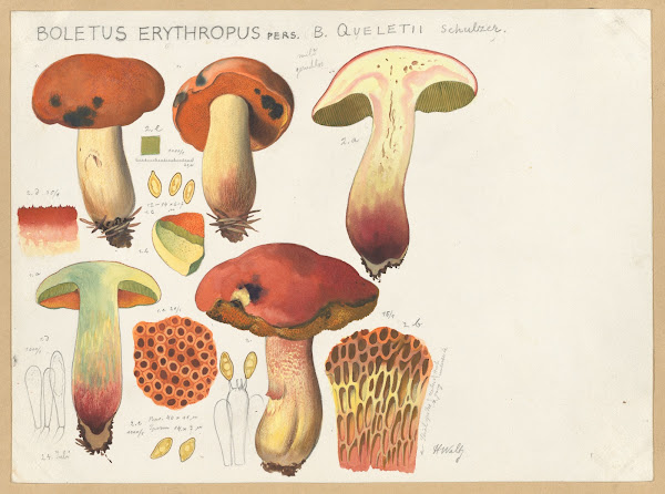 Boletus erythropus Pers B queletii Schulzer 1915 1945