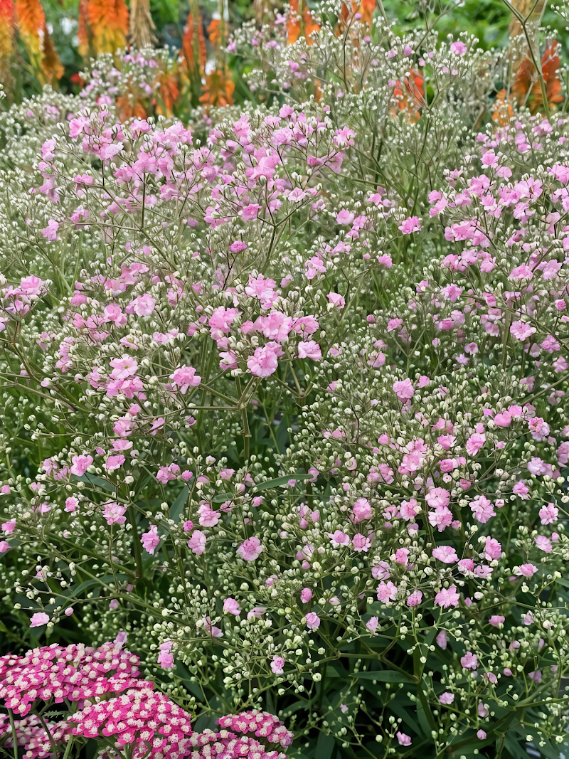 Gypsophila paniculata 'Flamingo' in piena fioritura con fiori rosa chiaro
