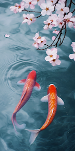 Japanese Koi Fish Swimming Under Pink Sakura Blossoms Water