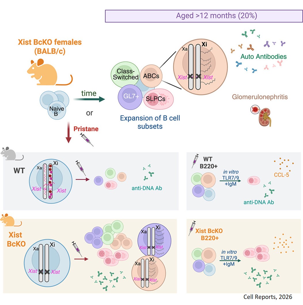 Female mice with a Xist deletion in B cells can develop lupus-associated phenotypes