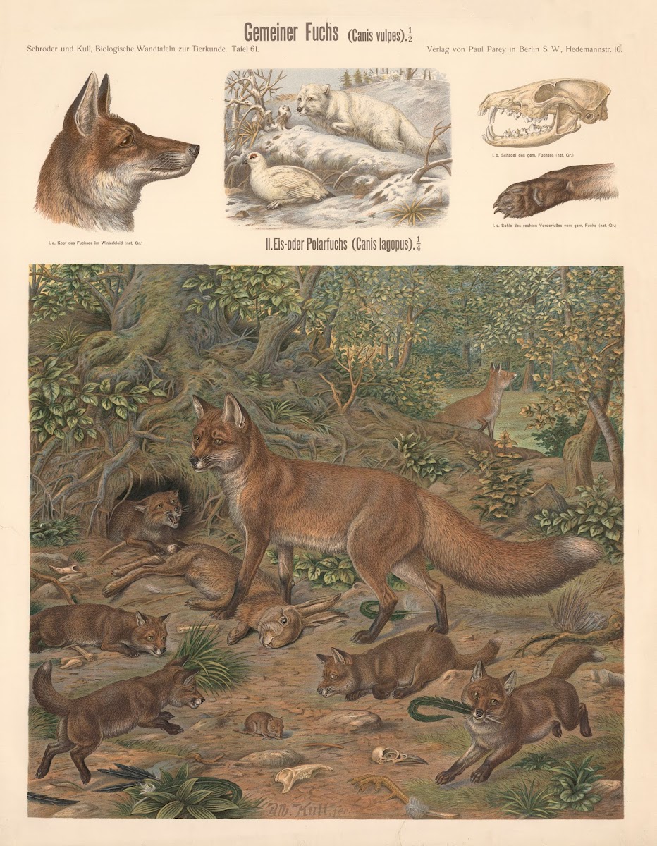 Common fox Canis vulpes