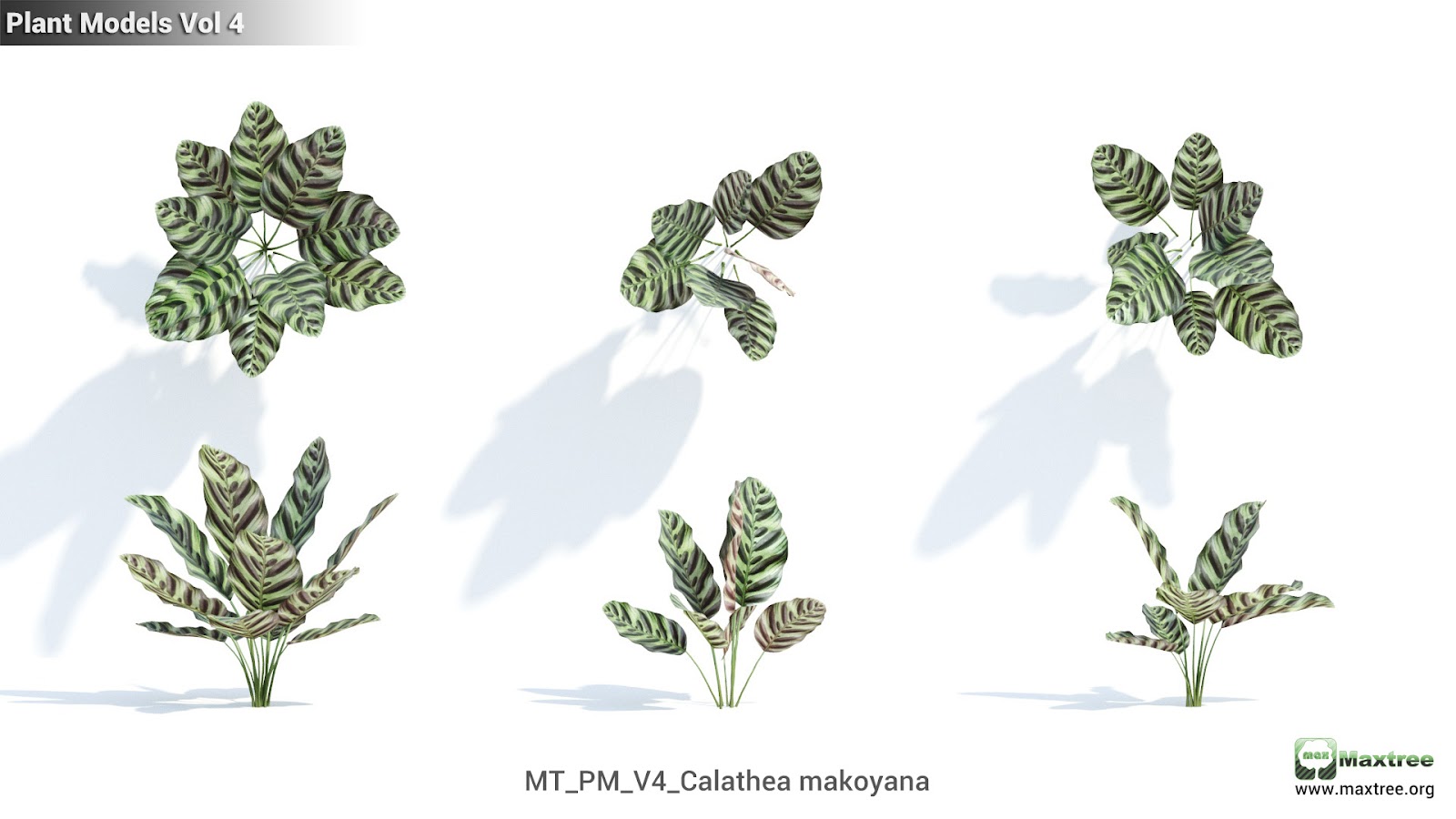 Maxtree - Plant Models Vol.4