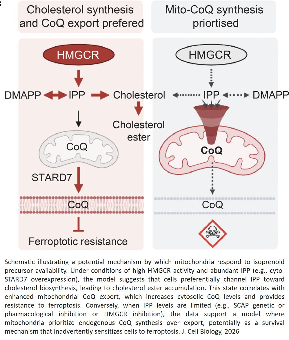 Cholesterol biosynthetic stress limits coenzyme Q export from mitochondria