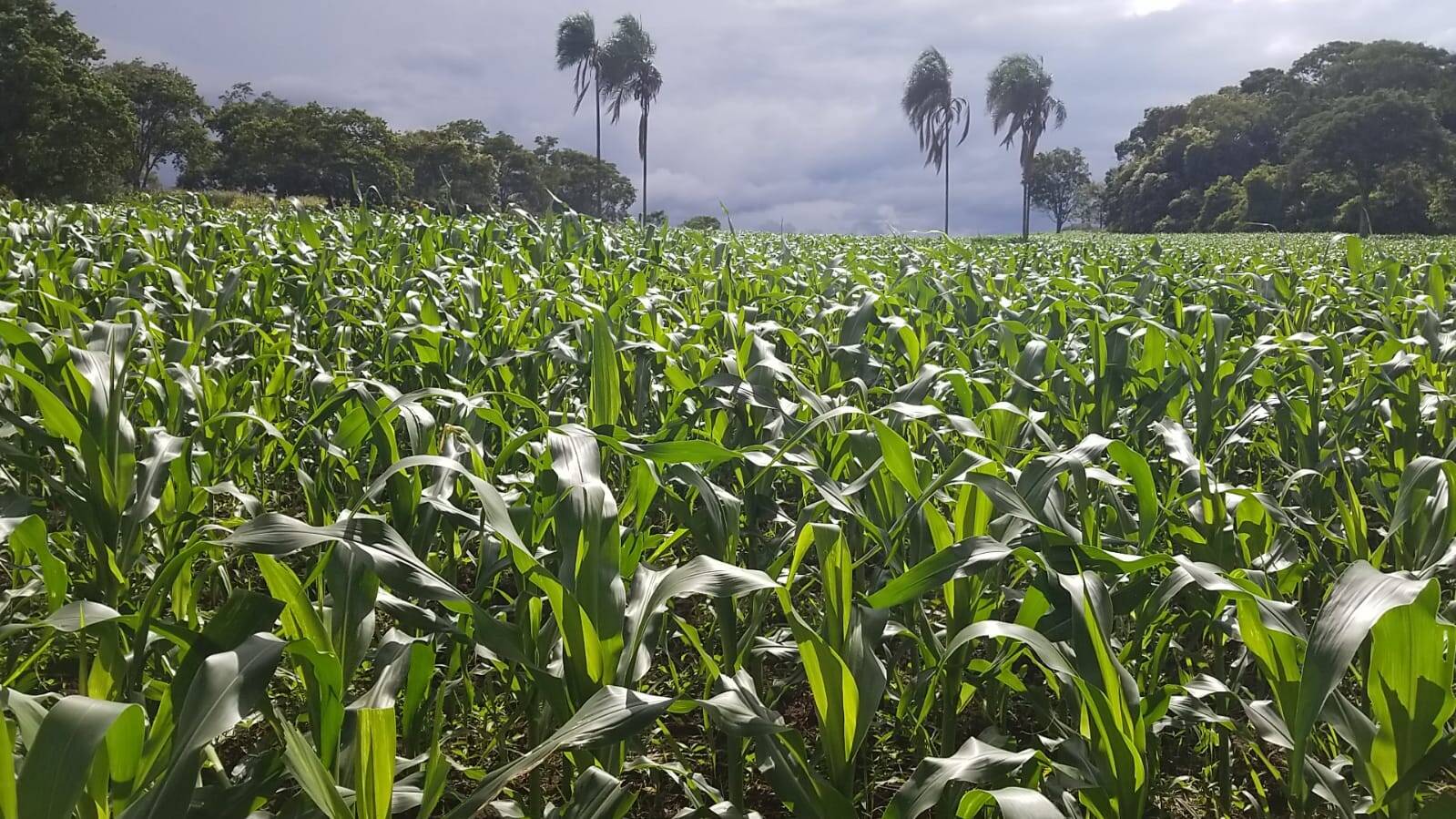 Chácara em Bela Vista de Goiás - GO 4