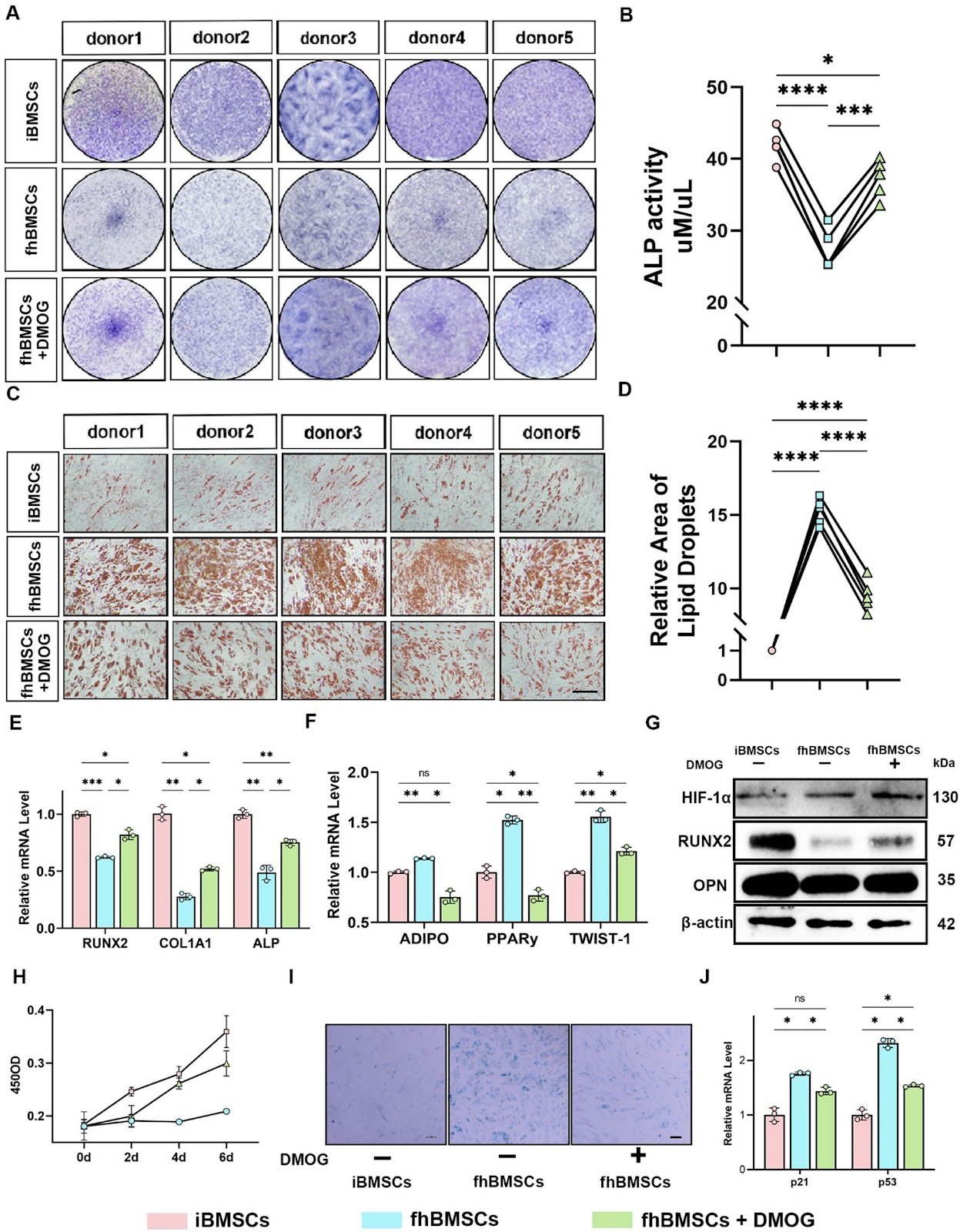 DMOG Pretreatment Restores Osteogenic–Adipogenic Balance and Mitochondrial Function in ONFH BMSCs through the HIF-1α/Homer3 Pathway