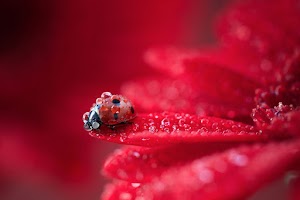 Ladybug Wallpaper