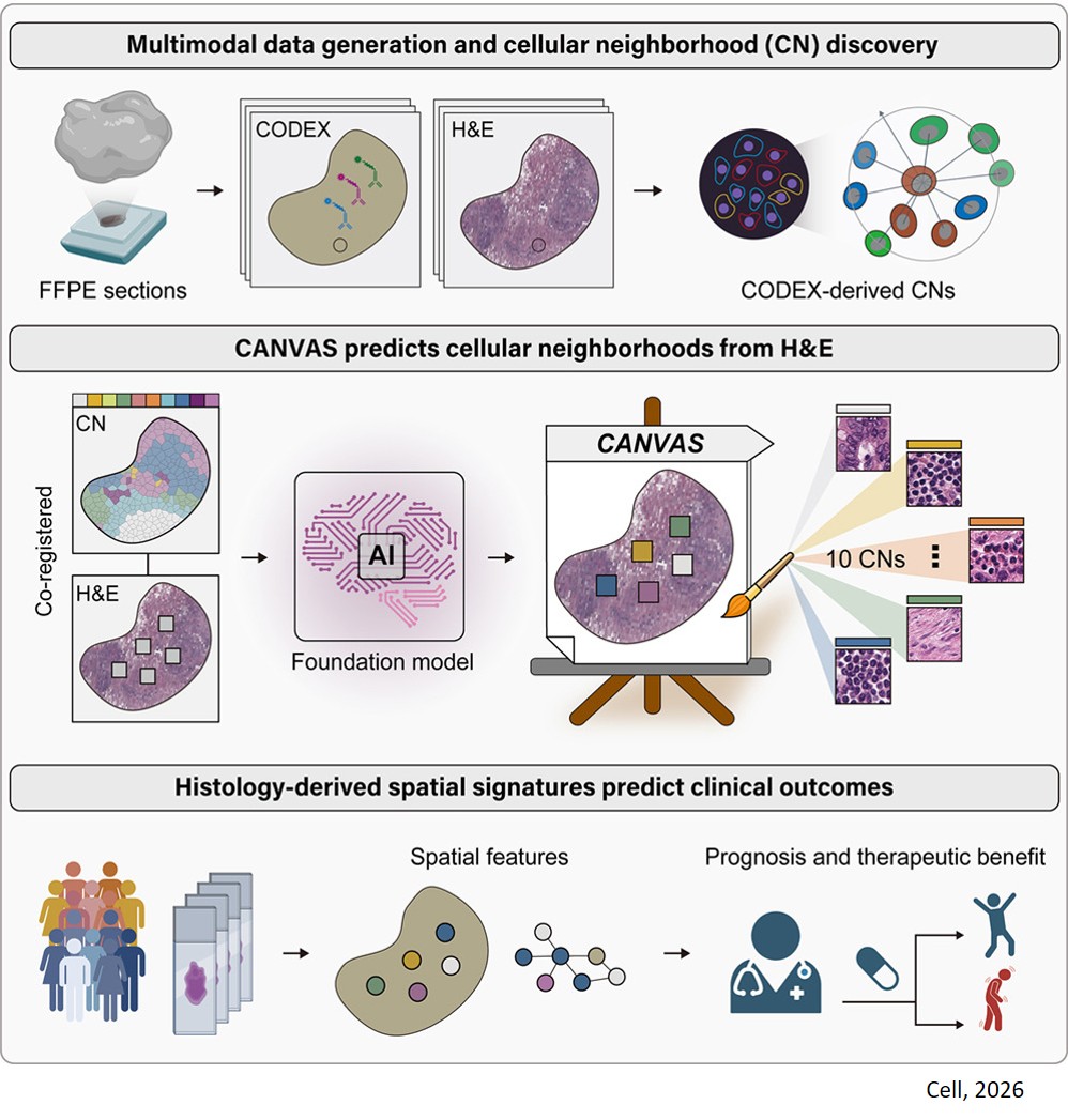 Cellular architecture and neighborhood-informed virtual spatial tumor profiling from histopathology