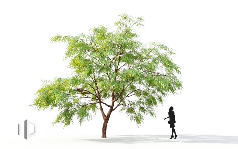 Maxtree - Plant Models Vol.9