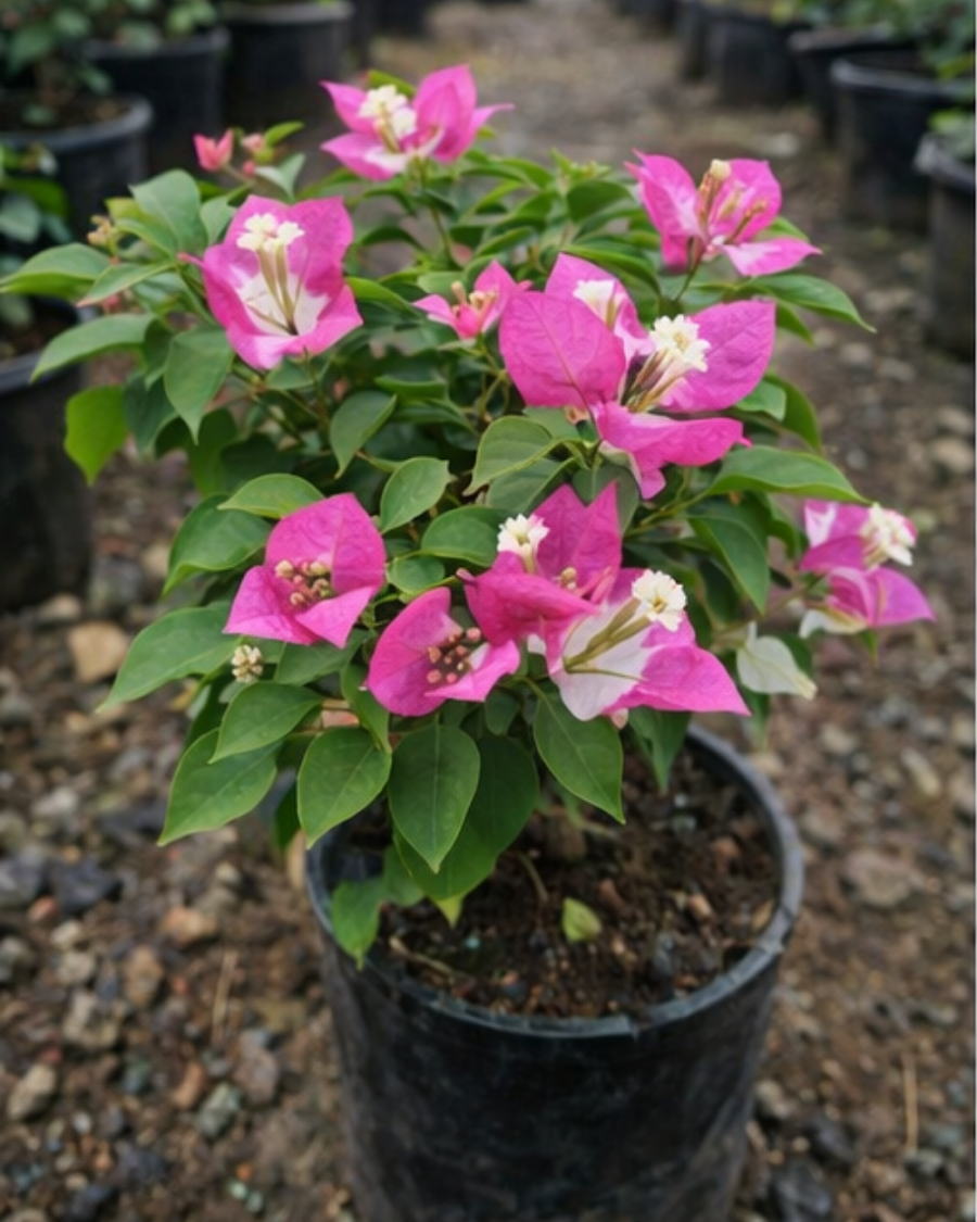 Imported Lipstick Bougainvillea Plant — view 3