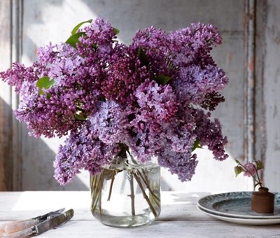 lilacs