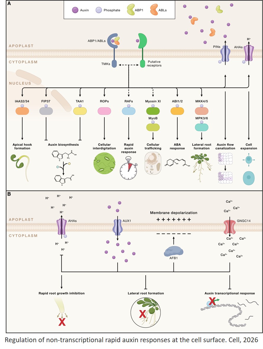 Auxin signaling