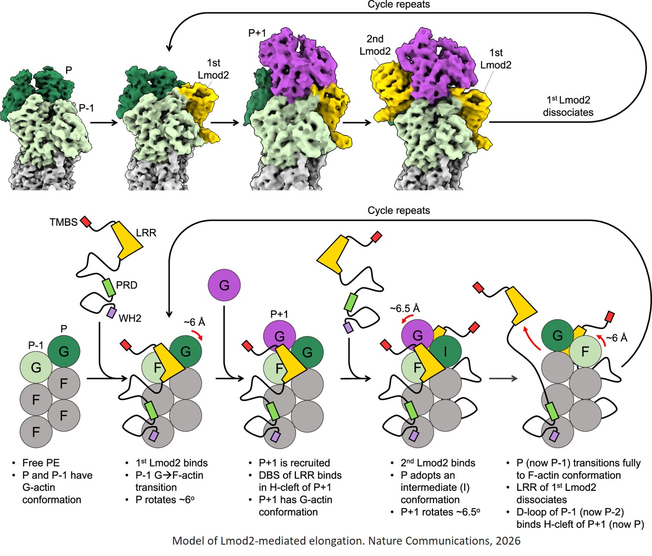 Mechanism of actin thin filament pointed- end elongation by leiomodin