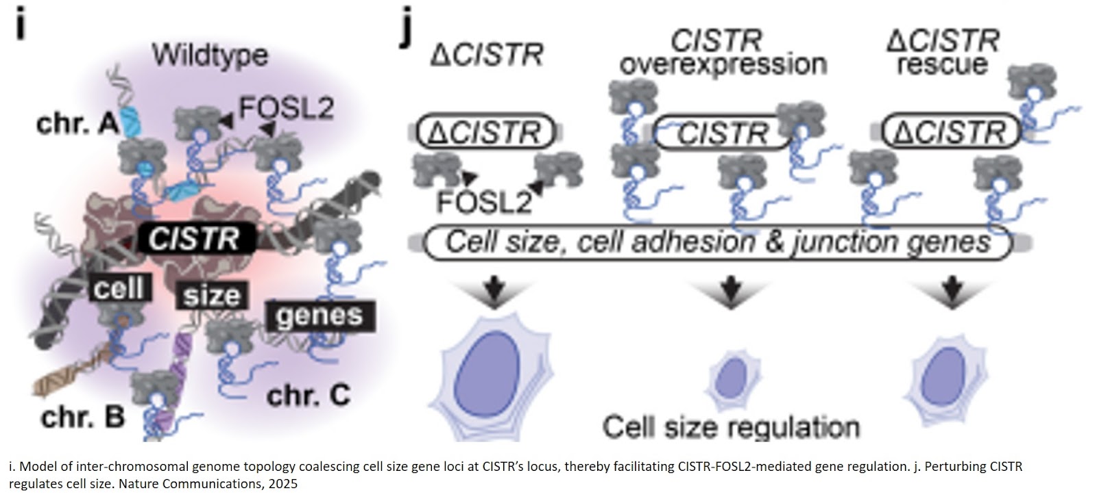 A non-coding gene controls cell size