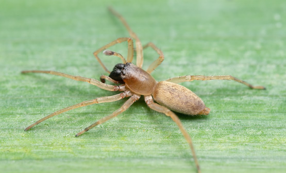 Clubiona phragmitis