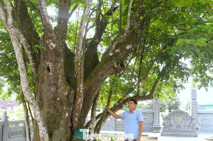 Cây khế 'sống khỏe' suốt 400 năm, gắn với phong trào Xô Viết Nghệ Tĩnh - Báo Tiền Phong