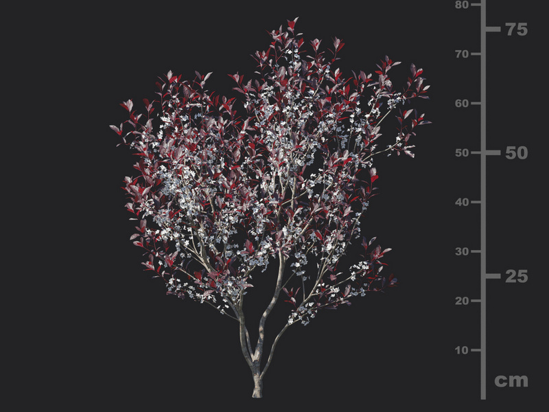 Maxtree - Plant Models Vol.129