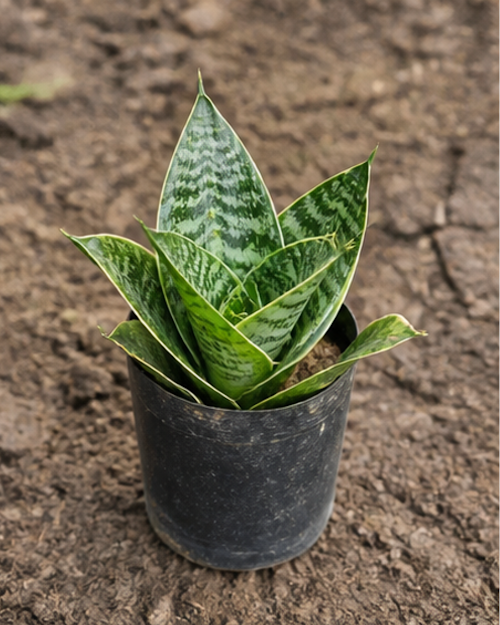 Sansevieria Dwarf Snake Plant