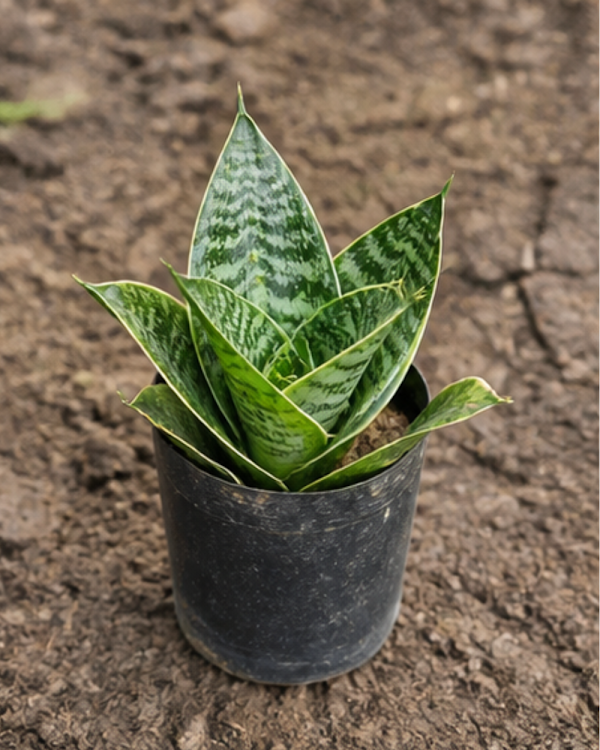Sansevieria Dwarf Snake Plant