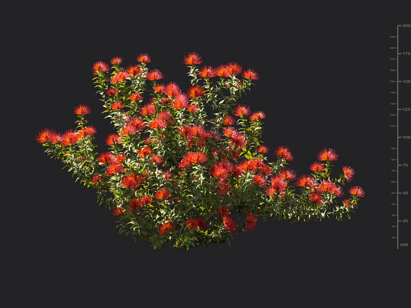 Maxtree - Plant Models Vol.119