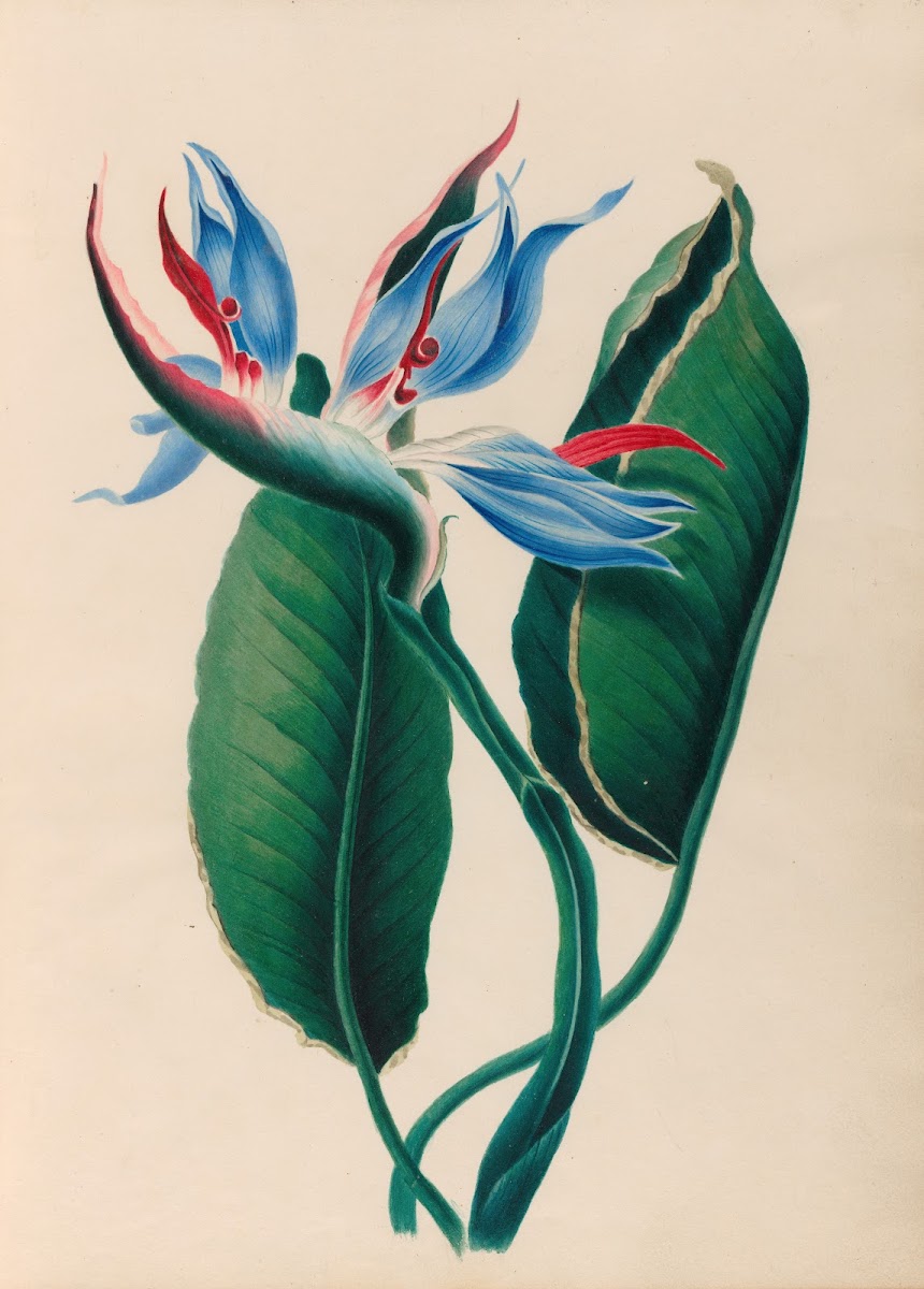 Drawings of tropical flowers and fruits from South America Pl13 1830