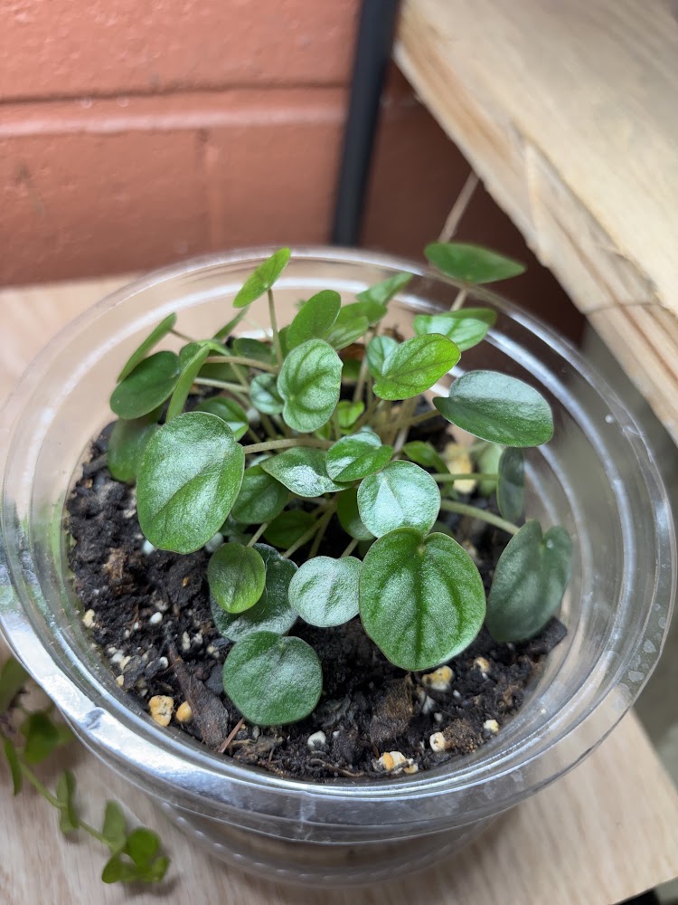 Peperomia Caperata "Napoli Nights"