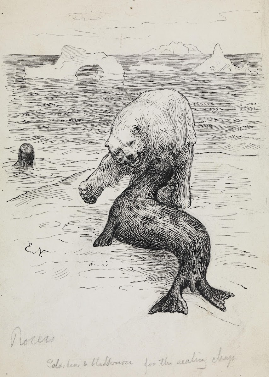 Polar bear attacking a seal 1882