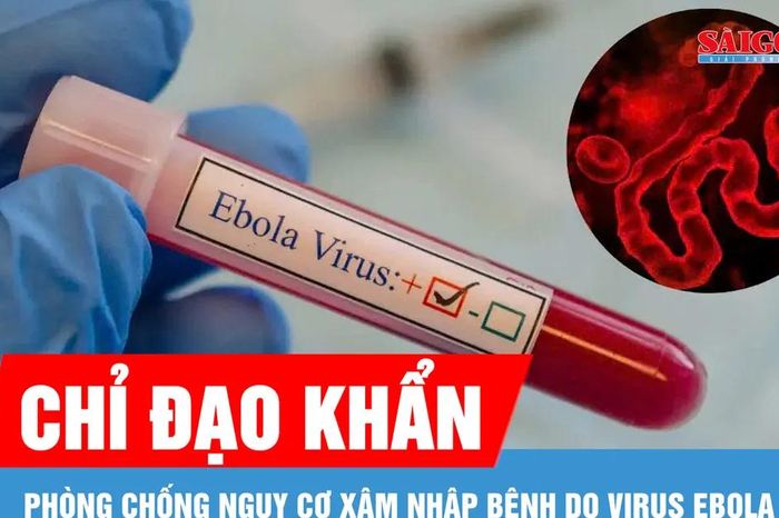 TPHCM tăng cường giám sát cửa khẩu, phòng chống dịch Ebola - Báo Sài Gòn Giải Phóng
