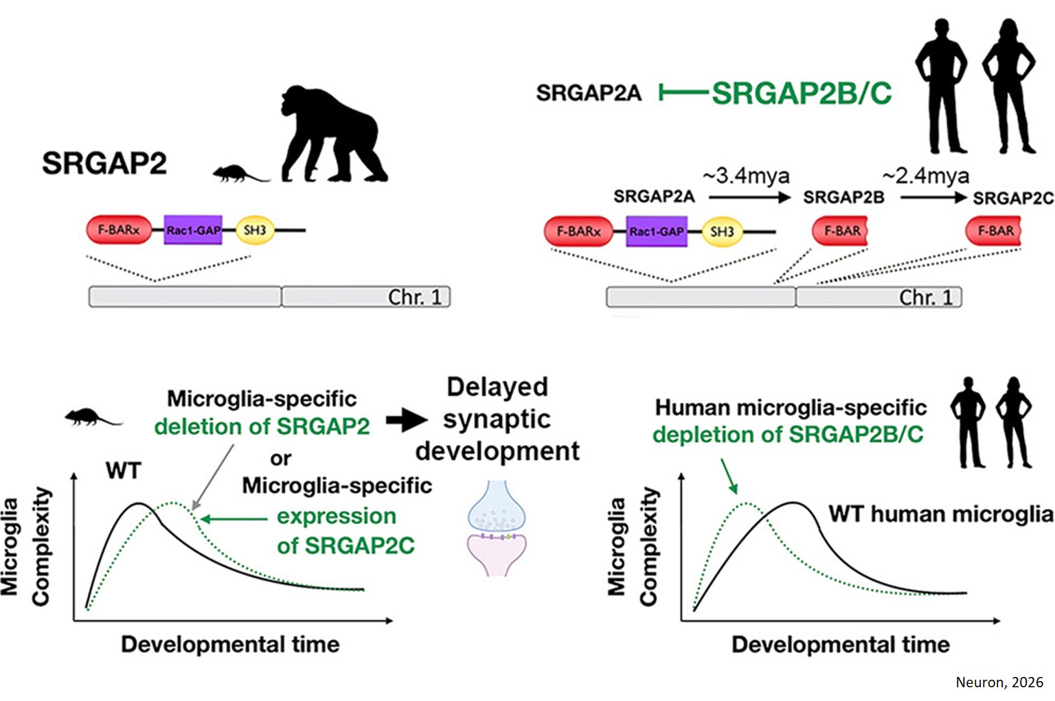 Human-specific SRGAP2 paralogs synchronize neotenic microglial maturation and synaptic development