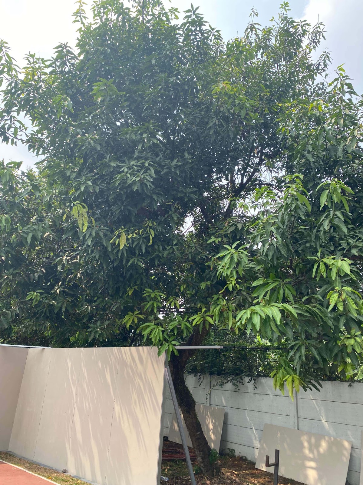 image of Mango Tree