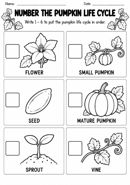 Pumpkin Life Cycle Number the Stages Worksheet