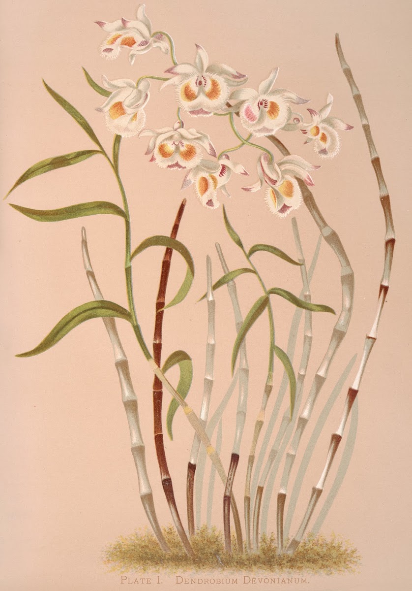 Dendrobium Devonianum 1885