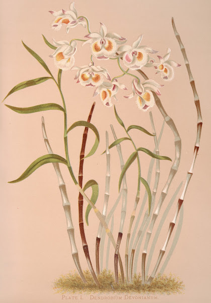 Dendrobium Devonianum 1885